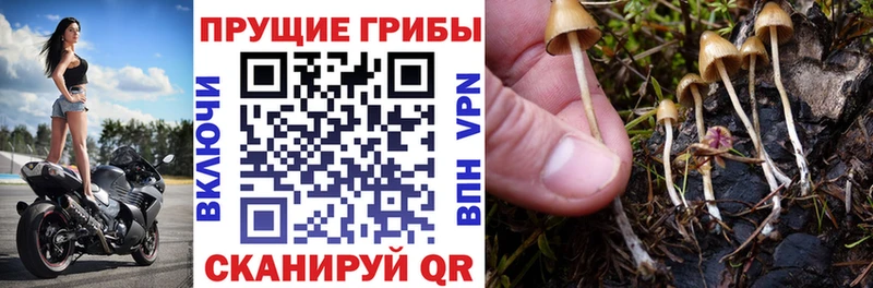 Псилоцибиновые грибы прущие грибы  Олёкминск 